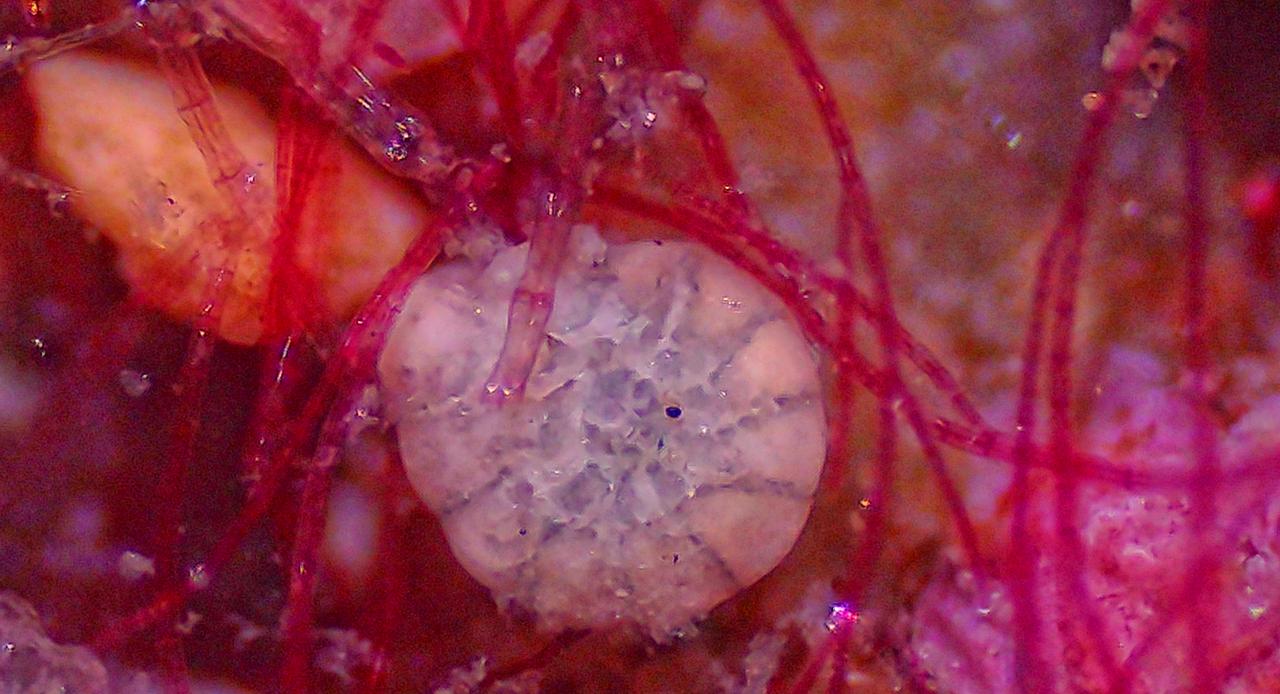 Viaggio nel microscopico mondo dei Foraminiferi